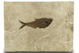 Detailed Fossil Fish (Diplomystus) - Wyoming #328096-1